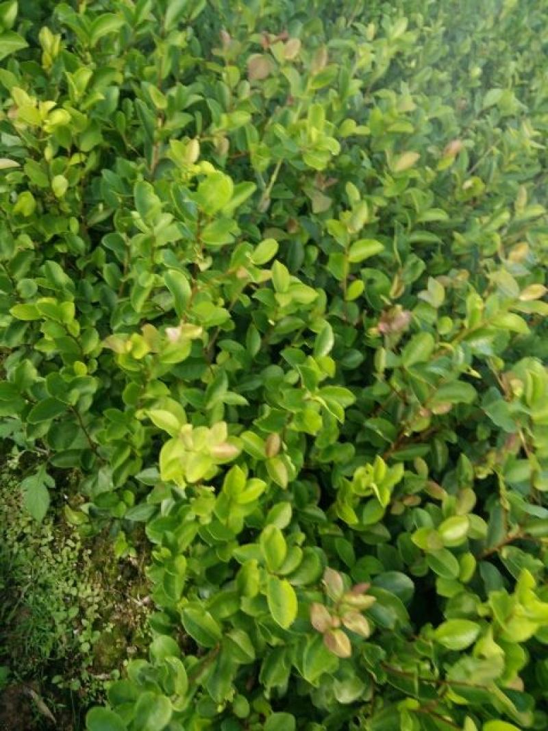 茶树苗/珍珠茶小果油茶，出油率高质量好。价格优惠