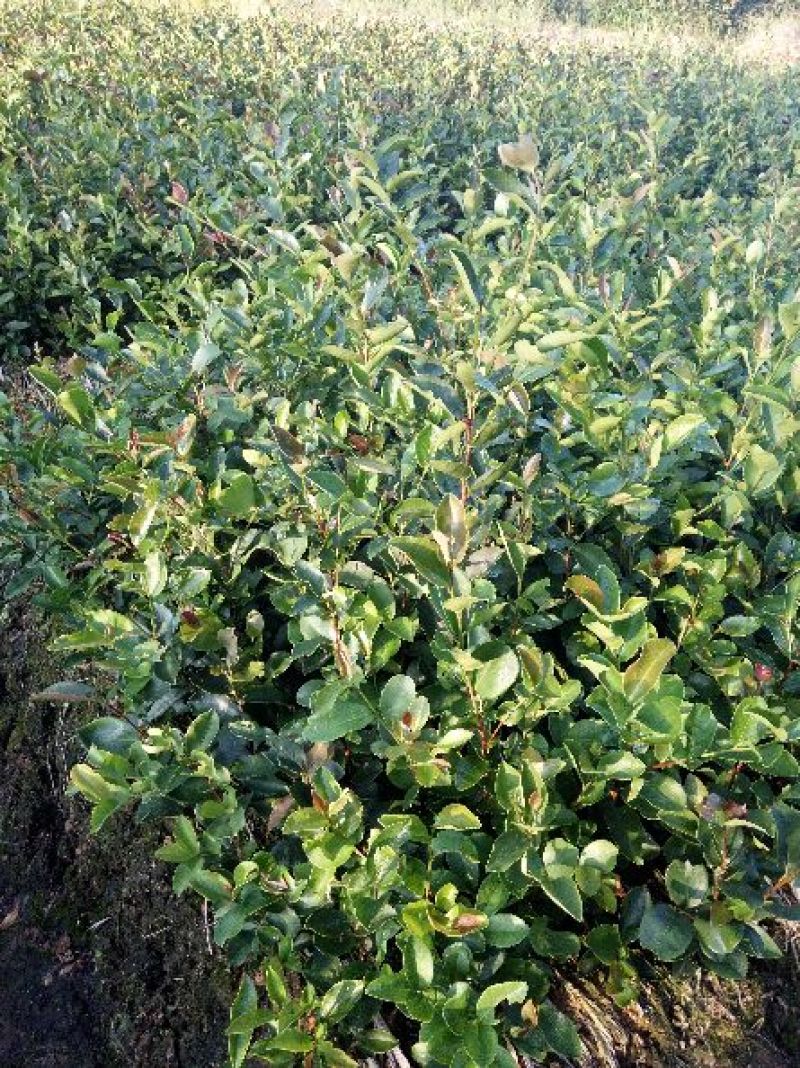 茶树苗/珍珠茶小果油茶，出油率高质量好。价格优惠