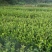 茶树苗/珍珠茶小果油茶，出油率高质量好。价格优惠