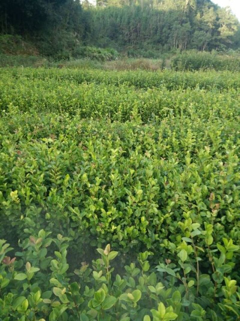 茶树苗/珍珠茶小果油茶，出油率高质量好。价格优惠
