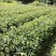 茶树苗/珍珠茶小果油茶，出油率高质量好。价格优惠