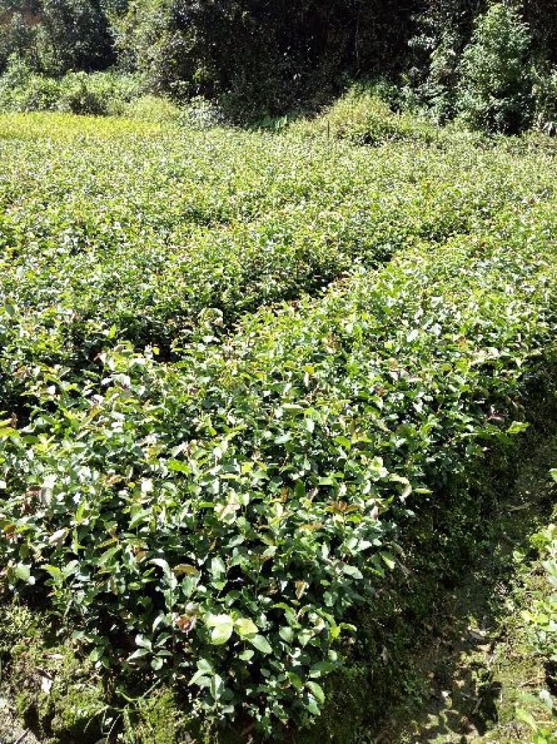 茶树苗/珍珠茶小果油茶，出油率高质量好。价格优惠