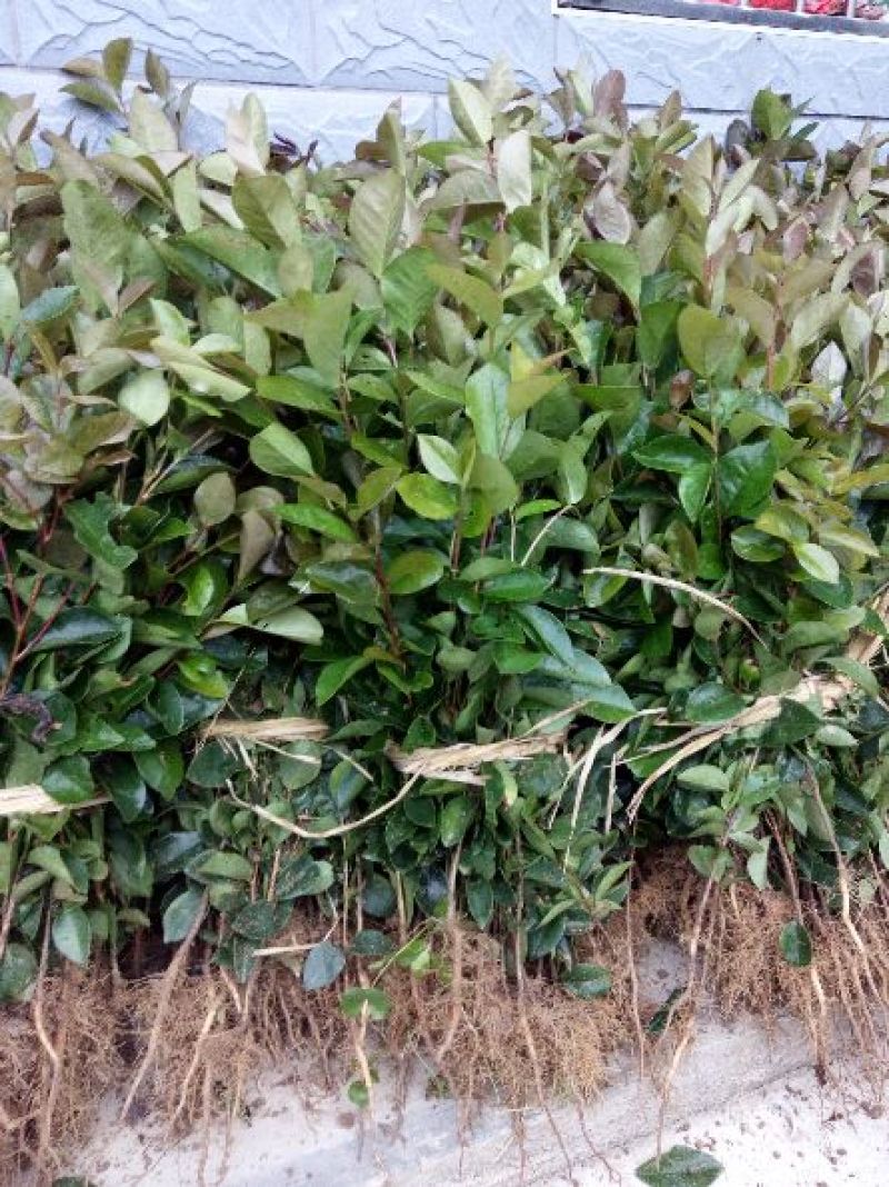 茶树苗/珍珠茶小果油茶，出油率高质量好。价格优惠