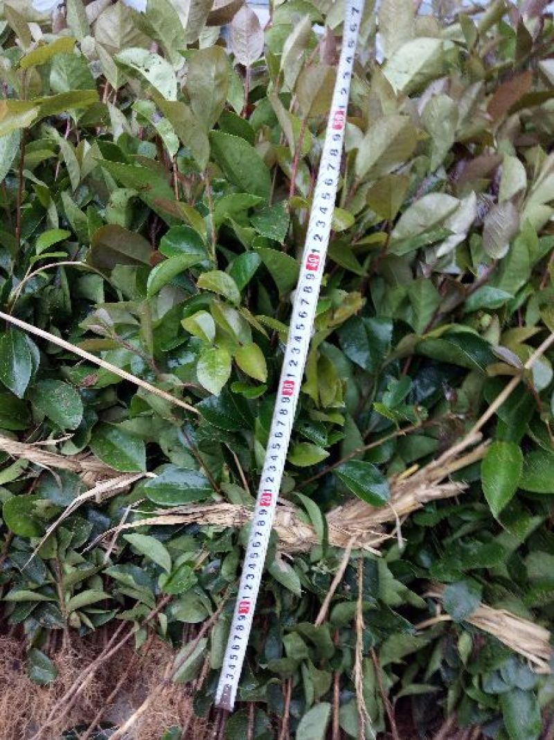 茶树苗/珍珠茶小果油茶，出油率高质量好。价格优惠