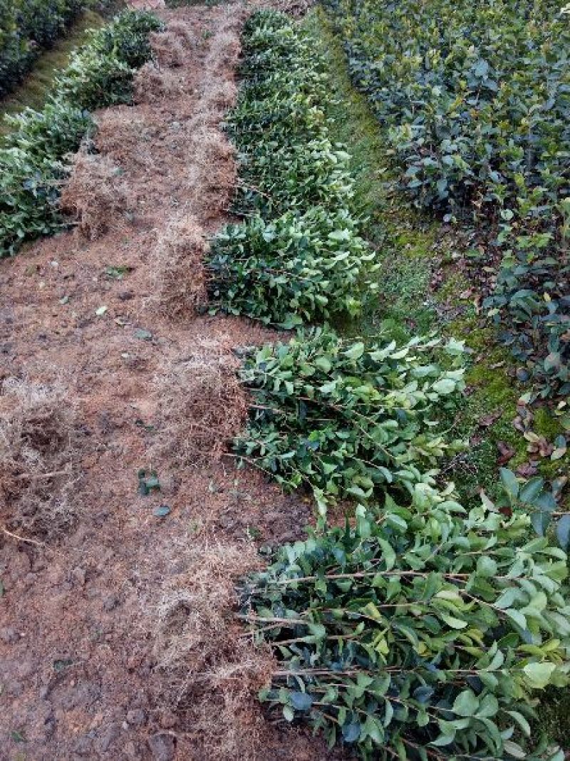 茶树苗/珍珠茶小果油茶，出油率高质量好。价格优惠