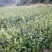 茶树苗/珍珠茶小果油茶，出油率高质量好。价格优惠