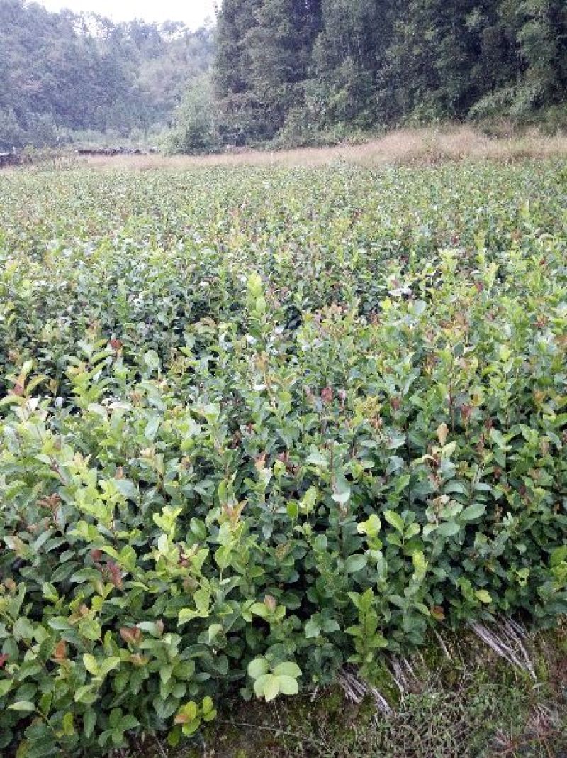 茶树苗/珍珠茶小果油茶，出油率高质量好。价格优惠
