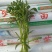 茼蒿30~35cm