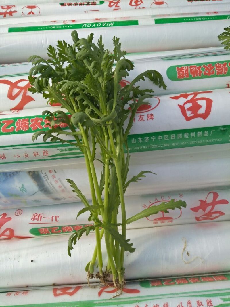 茼蒿30~35cm