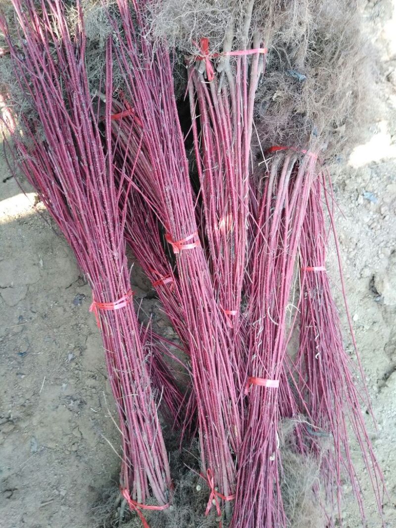 红瑞木苗40~50cm包品种包成活死苗补发
