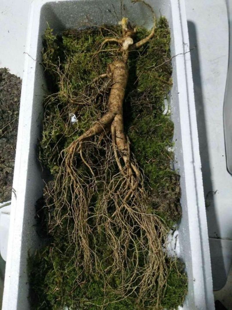 林下参