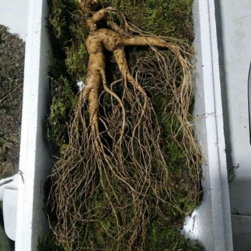 林下参