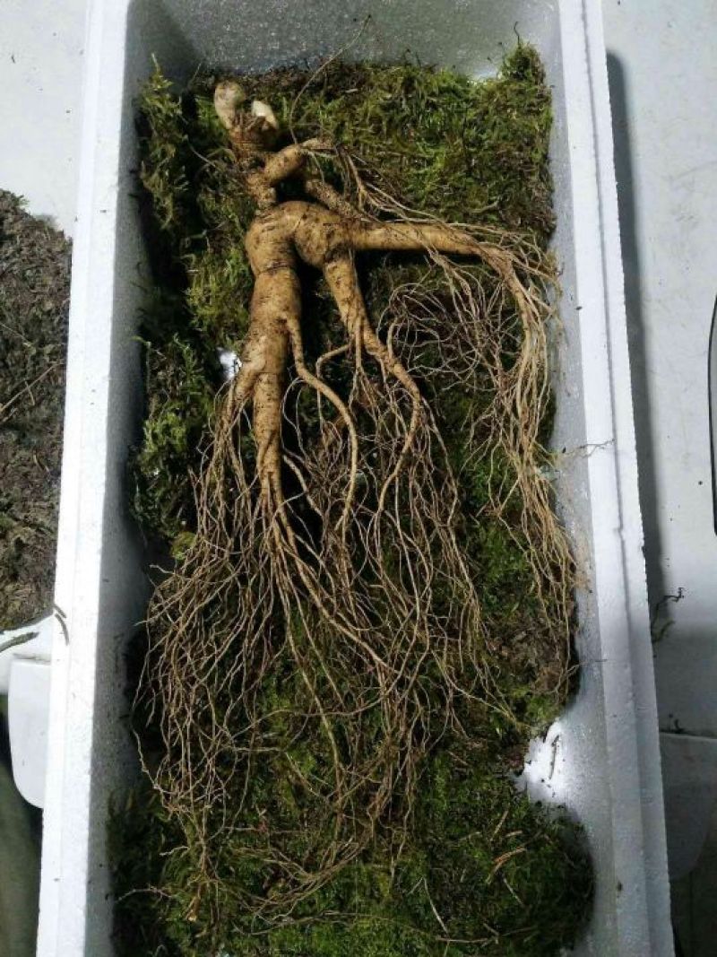 林下参