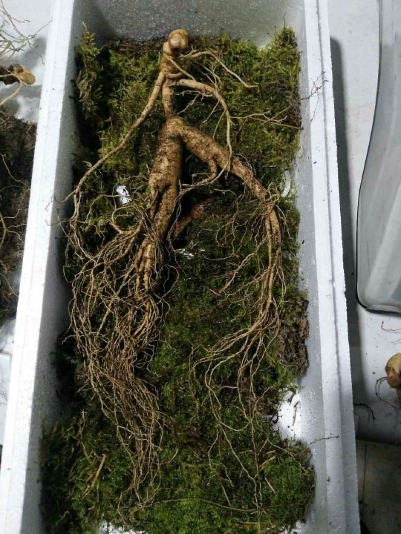 林下参
