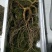 林下参