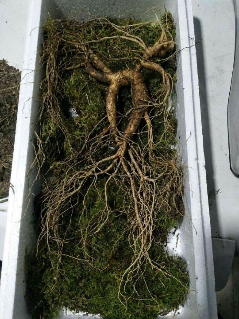 林下参