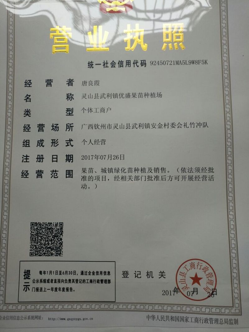 火龙果苗可视频看货支持线上交易产地直销