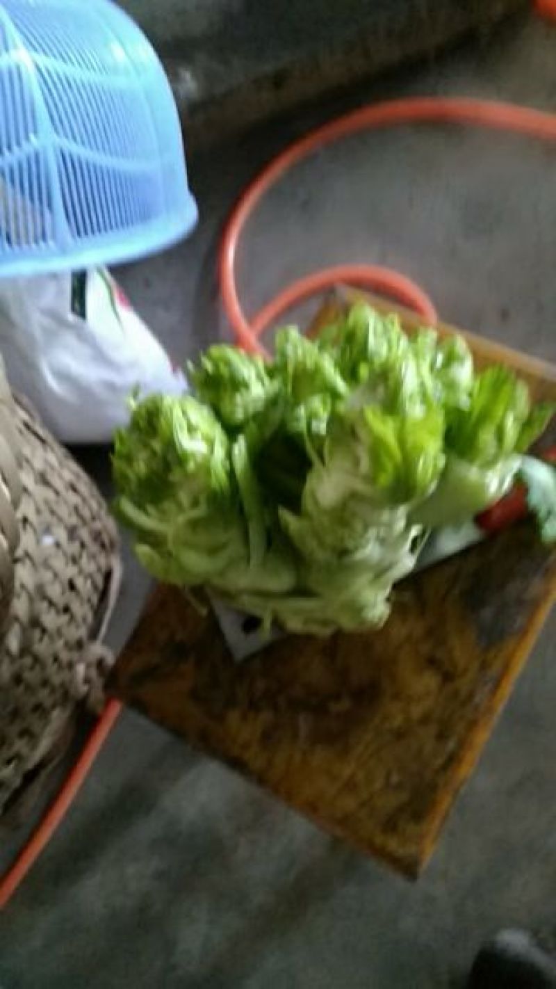 儿菜5两以上