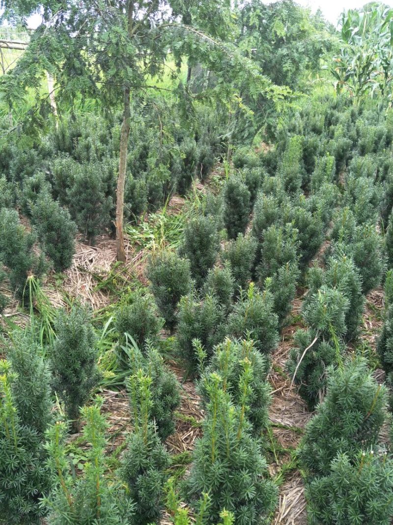 红豆杉盆景不含盆50~80cm