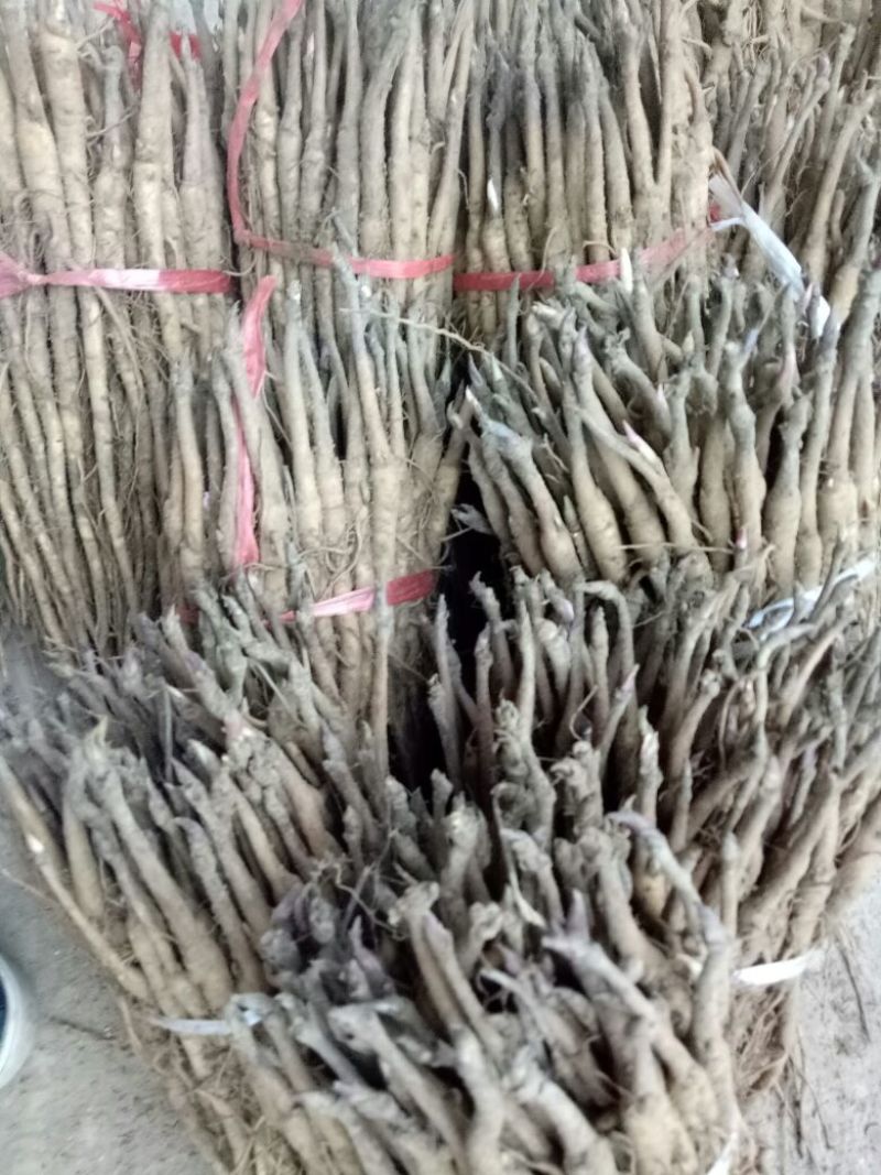 油牡丹苗，一年苗六分，两年苗一毛五，三年苗三毛！