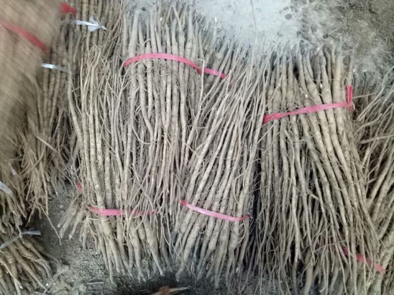 油牡丹苗，一年苗六分，两年苗一毛五，三年苗三毛！