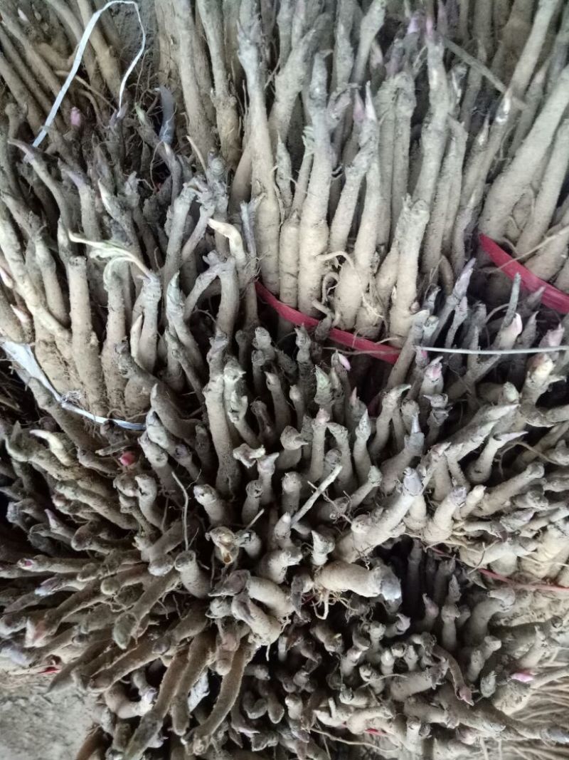 油牡丹苗，一年苗六分，两年苗一毛五，三年苗三毛！