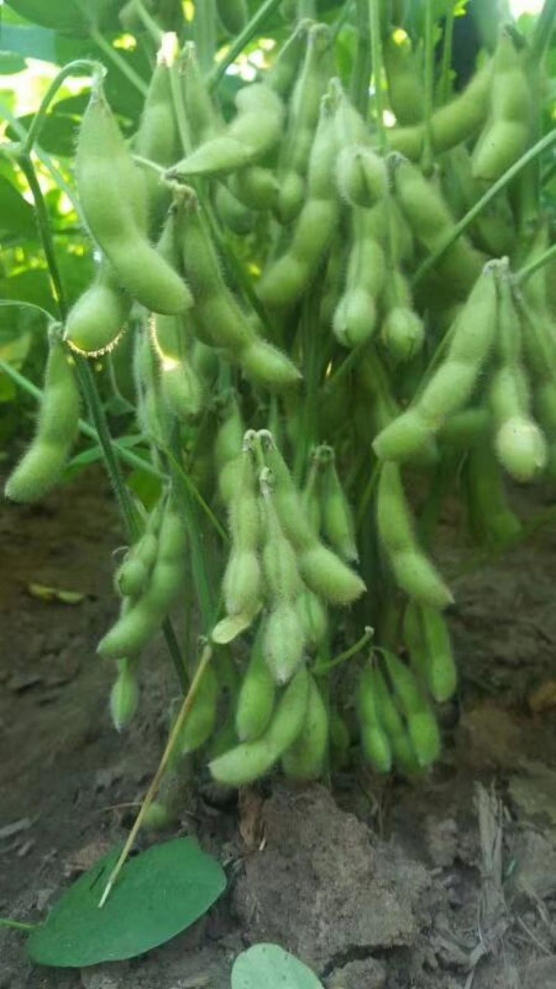 毛豆种子