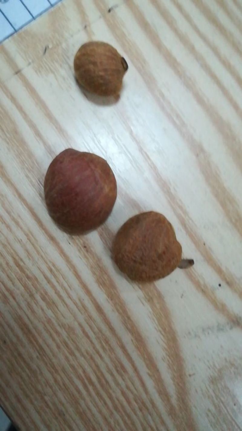 山茶果中籽