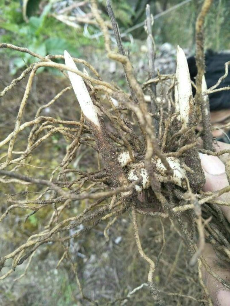 白芨鲜货统货，产地直供，一手货源，可视频看货