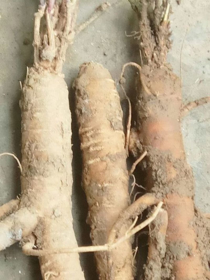 独定子金铁锁根，