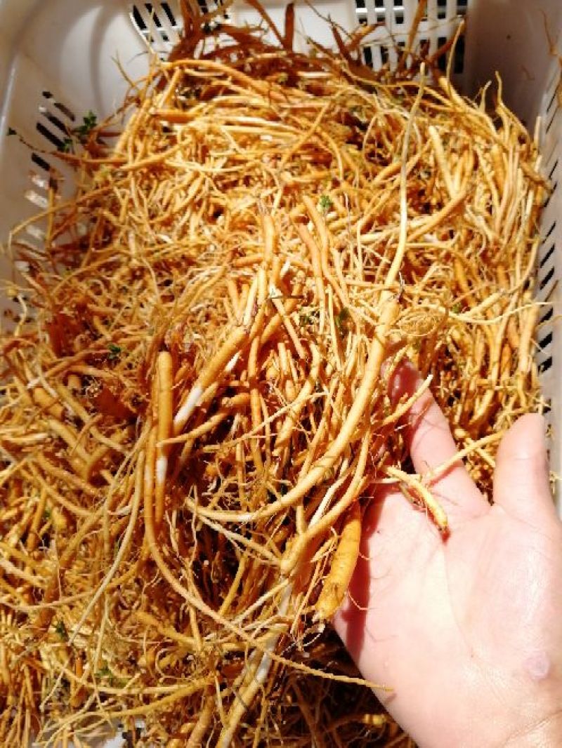 独定子金铁锁根，