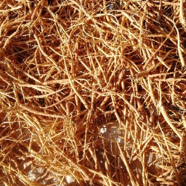 独定子金铁锁根，