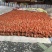 柿饼1~2两