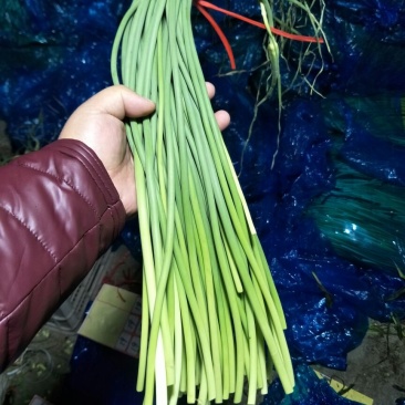 蒜薹精品50~60cm，火爆交易产地直发货源充足
