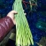 蒜薹精品50~60cm，火爆交易产地直发货源充足