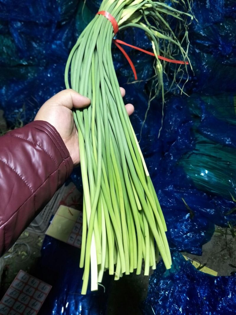 蒜薹精品50~60cm，火爆交易产地直发货源充足