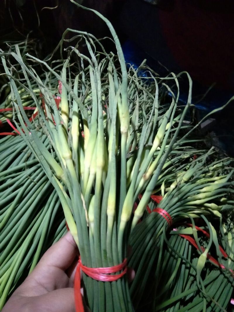 蒜薹精品50~60cm，火爆交易产地直发货源充足