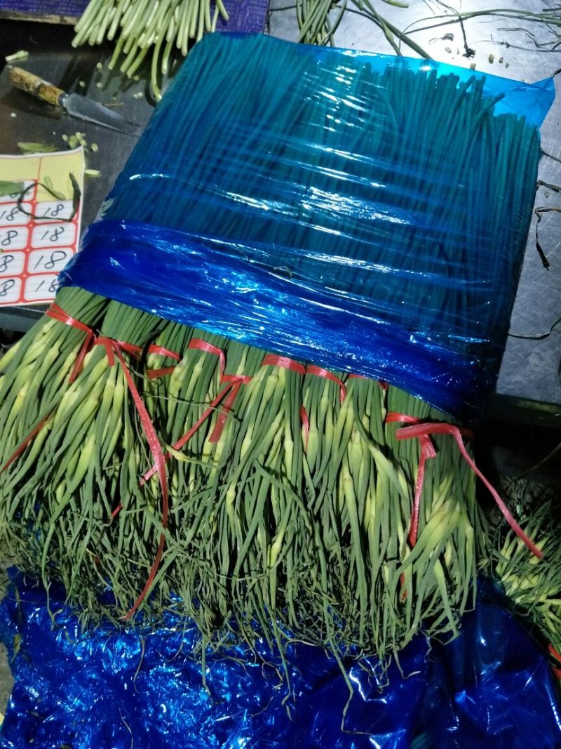 蒜薹精品50~60cm，火爆交易产地直发货源充足