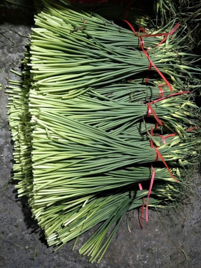蒜薹精品50~60cm，火爆交易产地直发货源充足