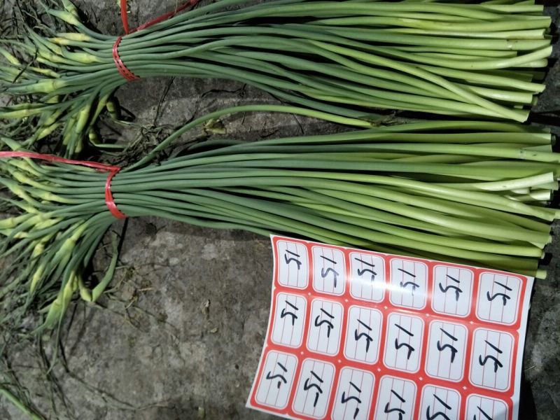 蒜薹精品50~60cm，火爆交易产地直发货源充足