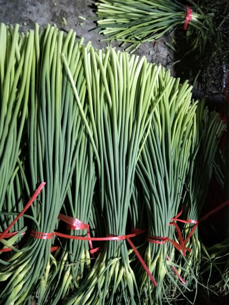蒜薹精品50~60cm，火爆交易产地直发货源充足