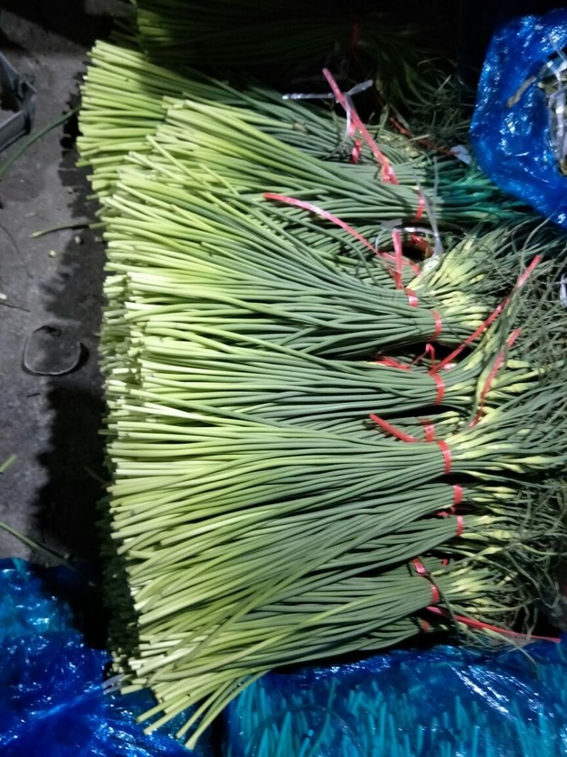 蒜薹精品50~60cm，火爆交易产地直发货源充足