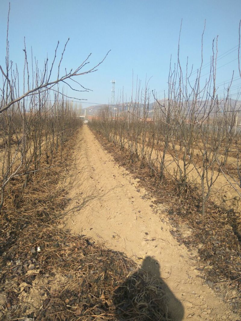 秋月梨树苗，梨树苗，梨树新品种，梨树苗栽植模式和时间