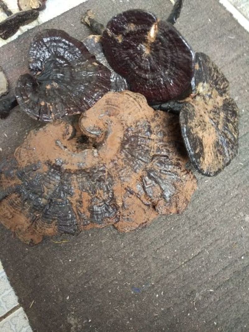 灵芝8公分以下