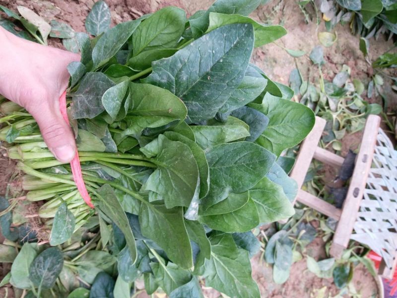 菠菜20~25厘米