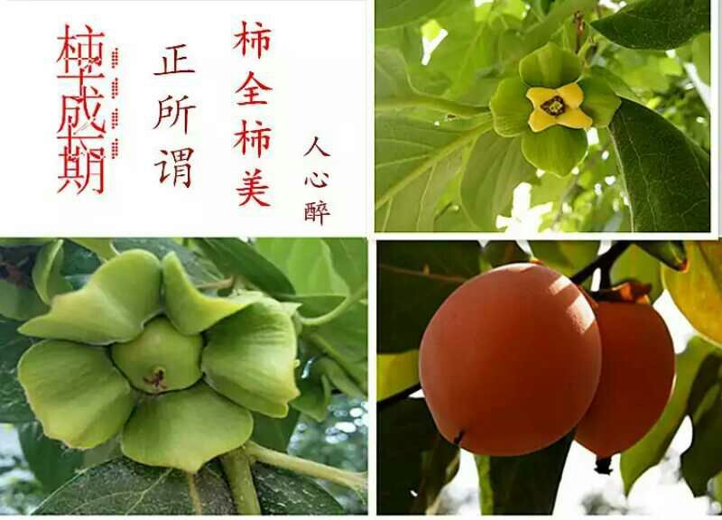 柿饼1~2两