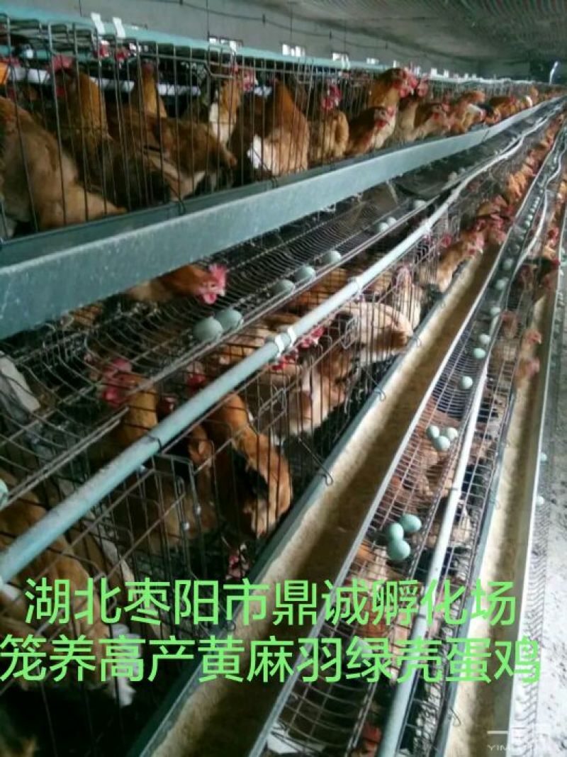 绿壳蛋鸡苗青脚黄麻羽绿壳蛋鸡苗