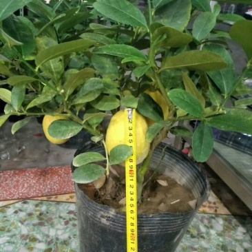 香水柠檬树苗50~80cm