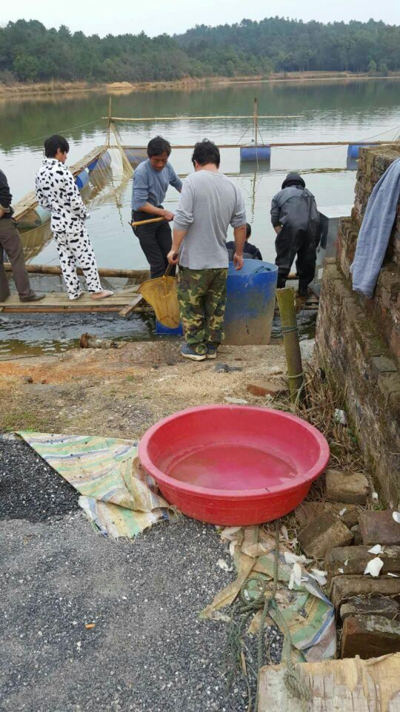 草鱼苗人工养殖10cm以上