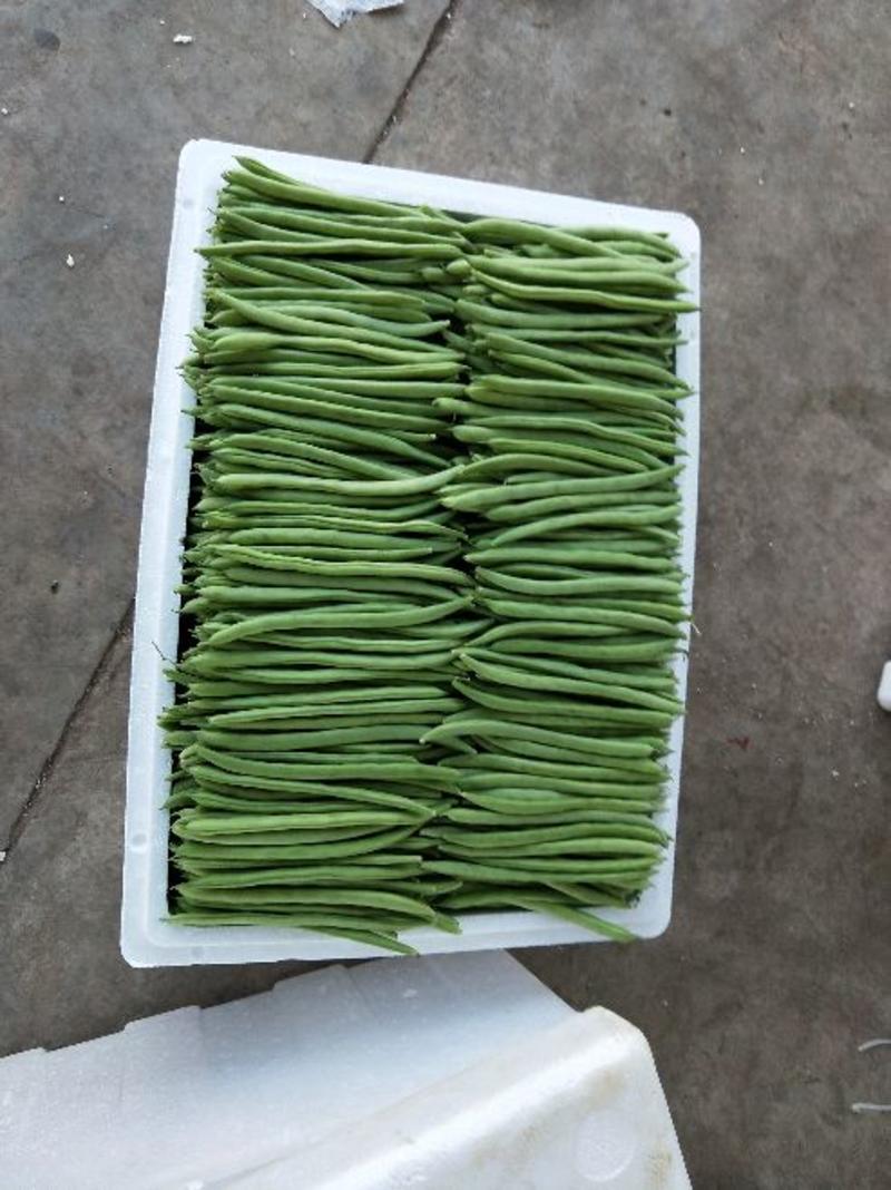 绿扁豆20厘米以上2厘米以上